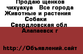 Продаю щенков чихуахуа - Все города Животные и растения » Собаки   . Свердловская обл.,Алапаевск г.